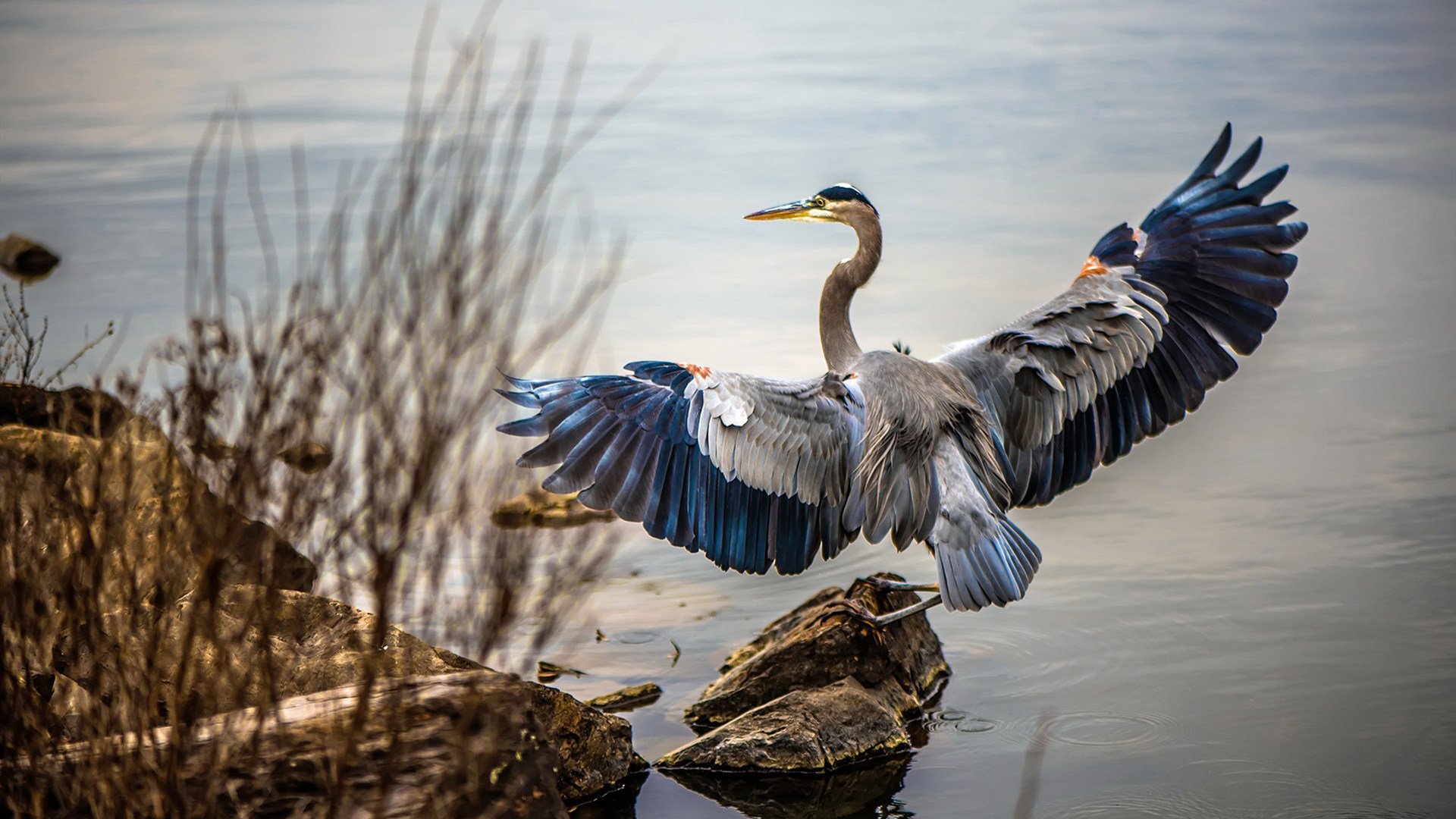 球迷狂欢:全球范围内的足球主题节日,足球球迷基本知识