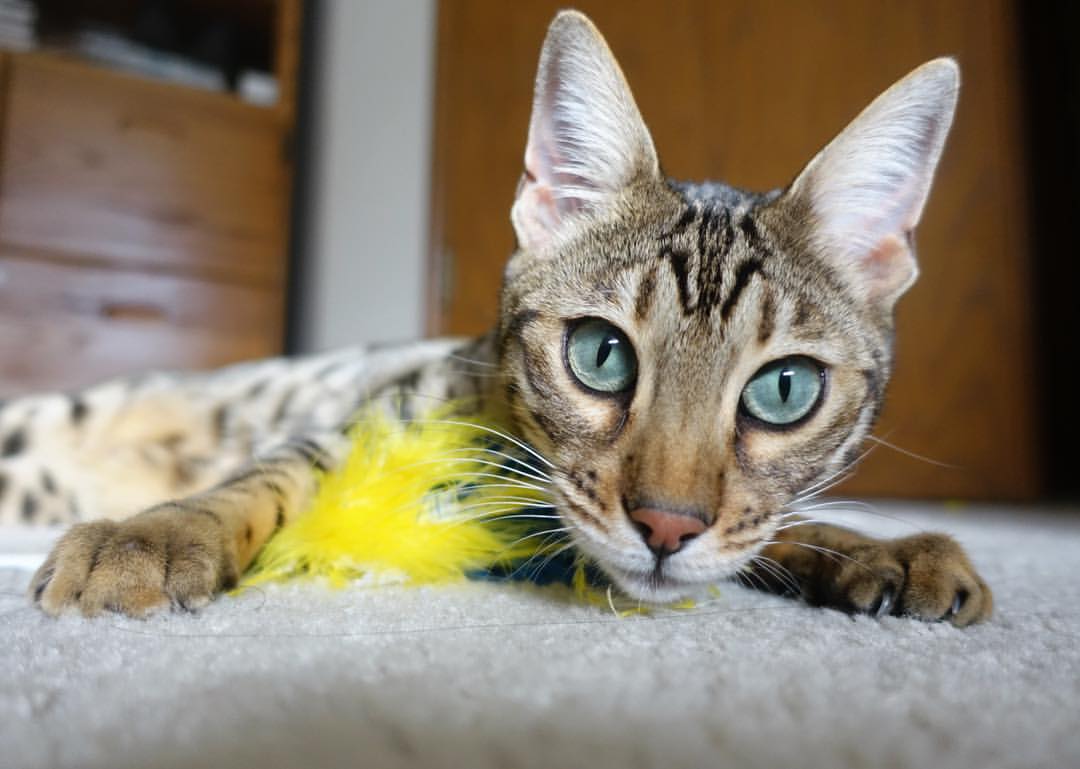 高校体育教师信息化教学能力培养路径，高校体育教学信息资源建设与共享探讨