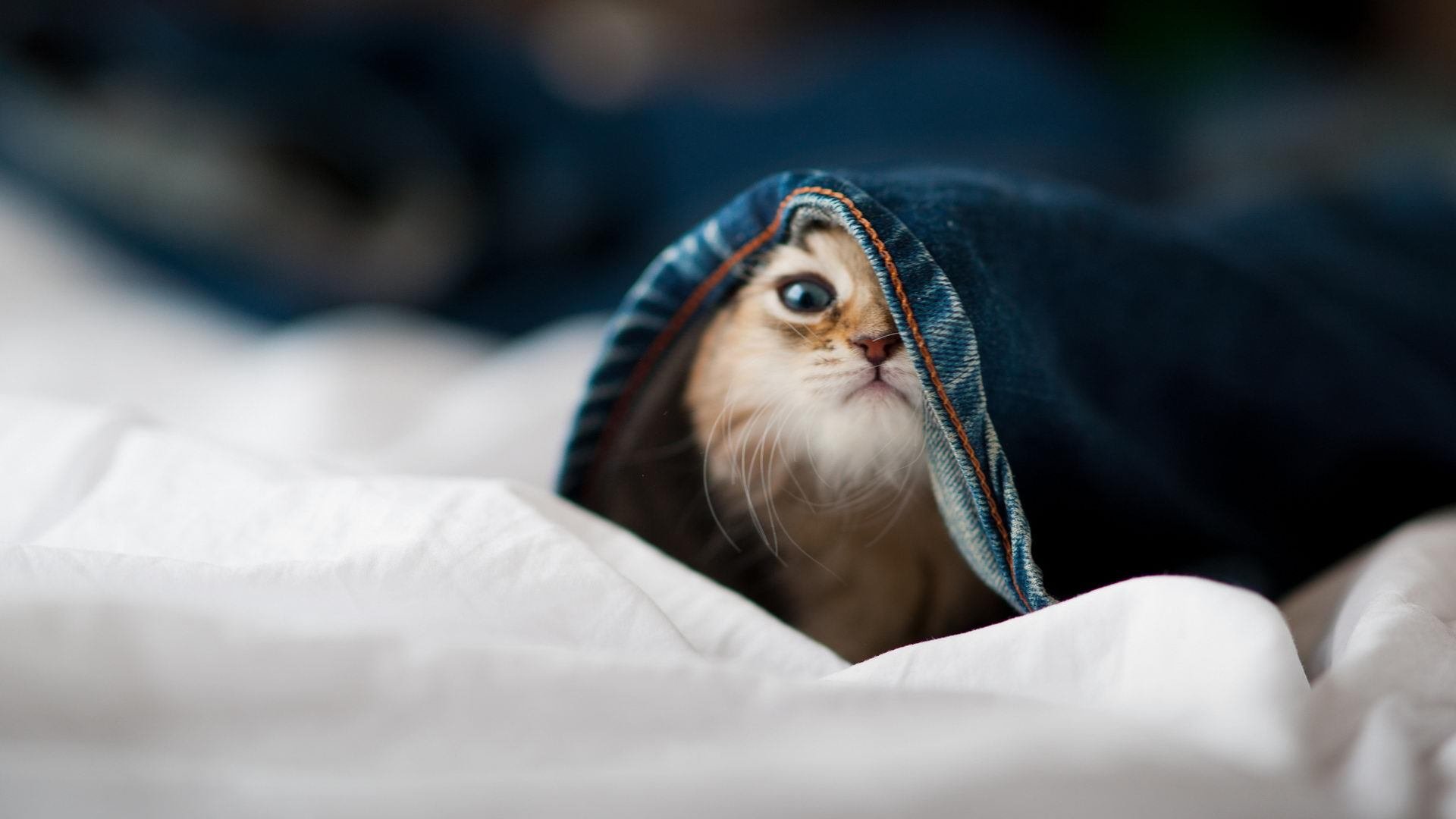 节奏型控卫与爆发型控卫优劣对比，节奏型控卫与爆发型控卫优劣对比图