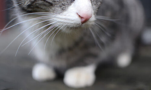 赛事赞助模式日趋多元化,赛事赞助费