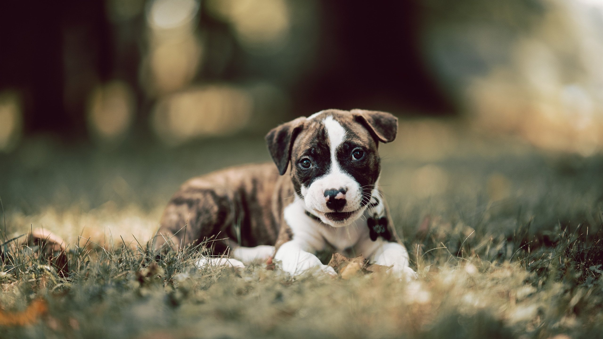 “帕布罗·马特拉：阿根廷美洲狮队的灵魂人物，领导美洲狮队打破瓶颈”