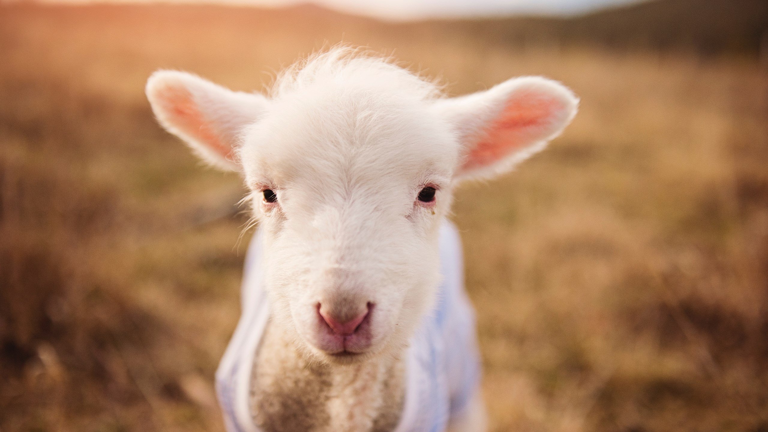 弗朗索瓦·霍尔茨豪伊泽:南非队的后场发动机,进攻一触即发,霍弗尔狼队