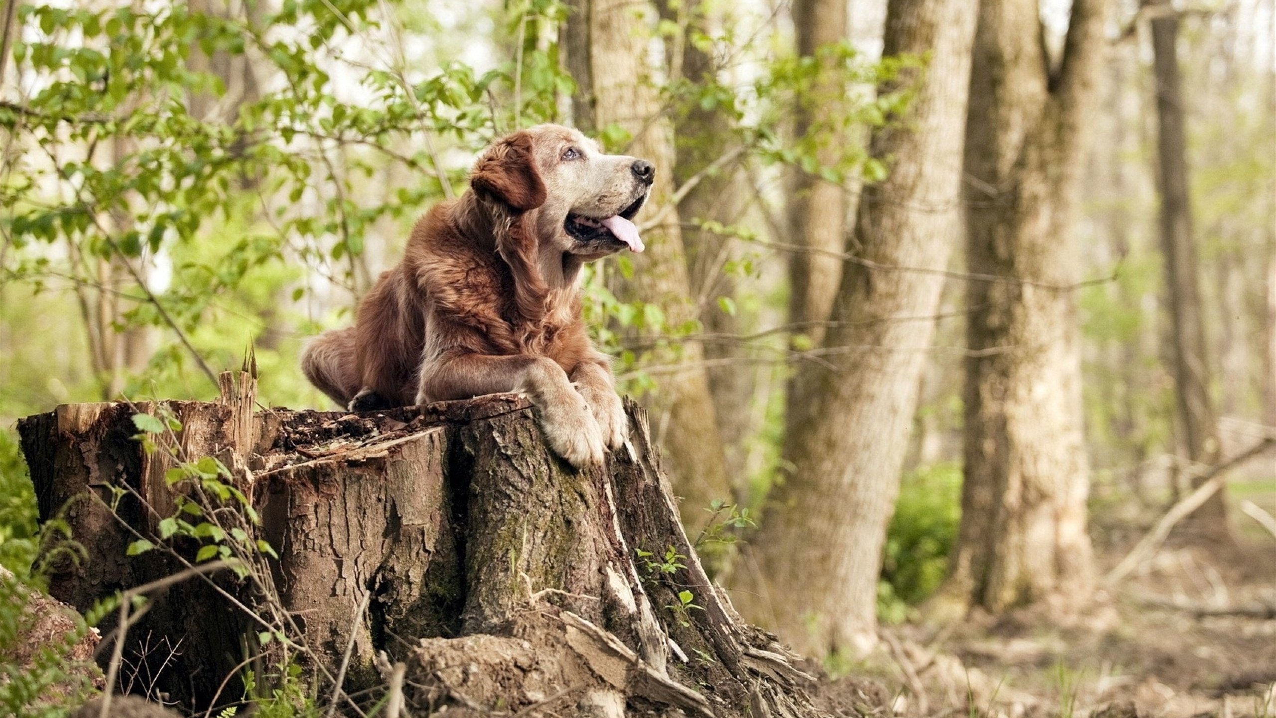 Kaiyun官方登录入口-日本队在亚洲杯中表现亮眼，冲击金牌