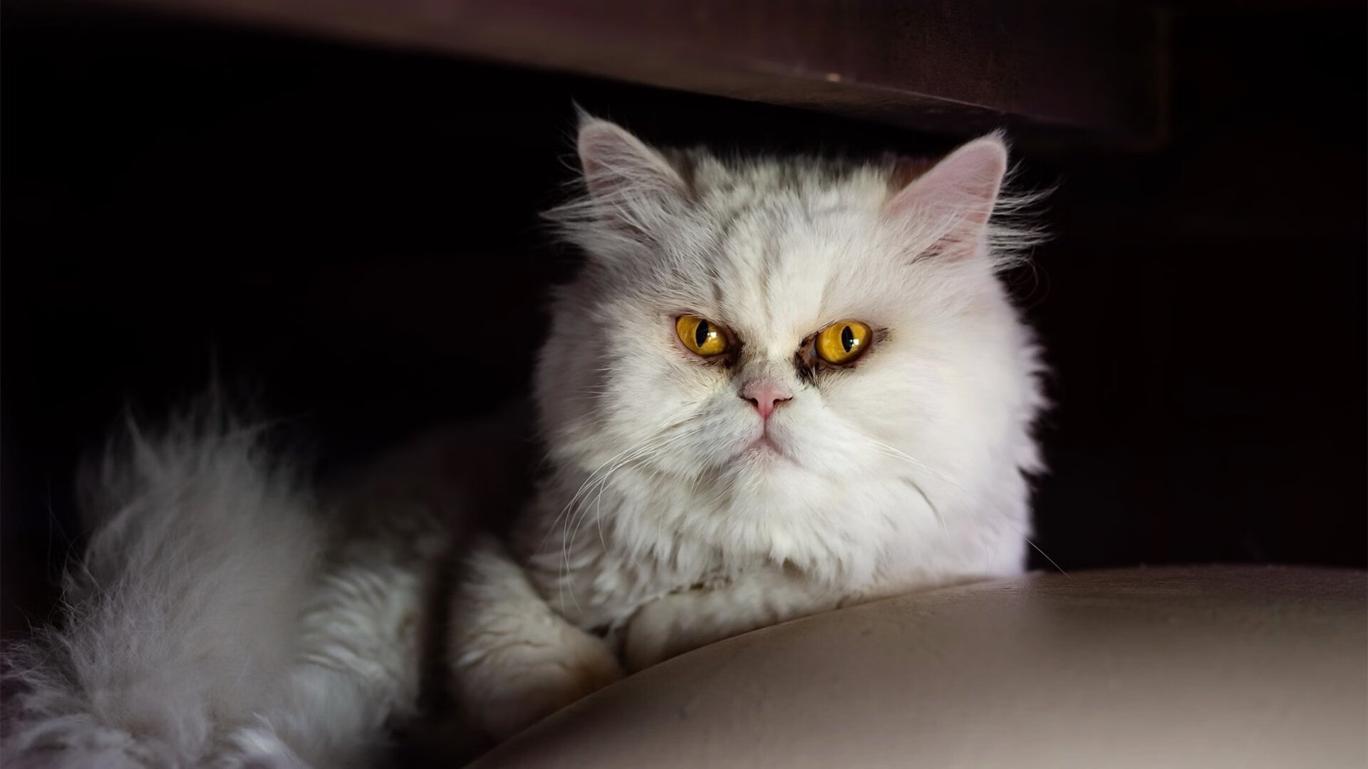 开云官网-欧洲杯的多元文化交流平台建立，欧洲杯交流群