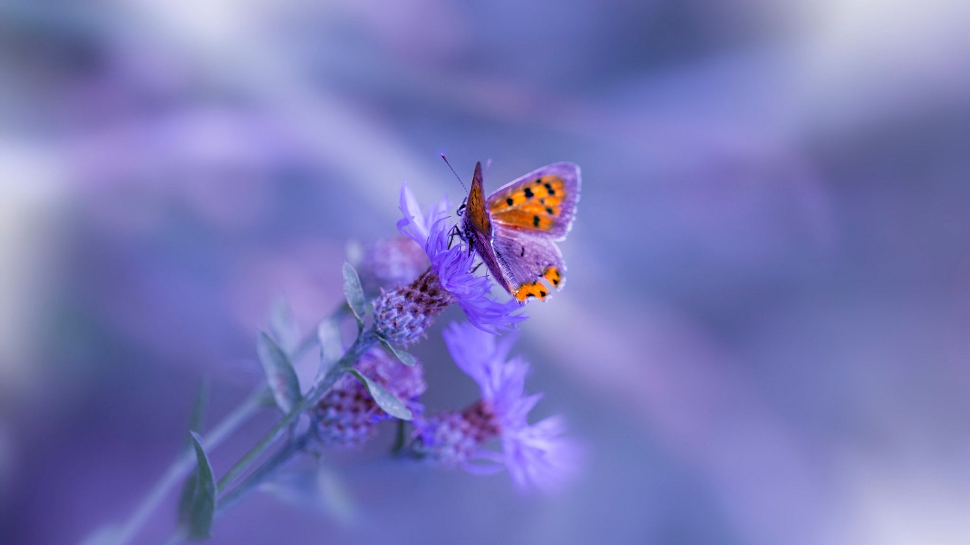 高校篮球设置专项体能测试监控运动员状态，篮球运动员体能测试标准